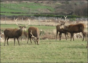 Deer in Margam park